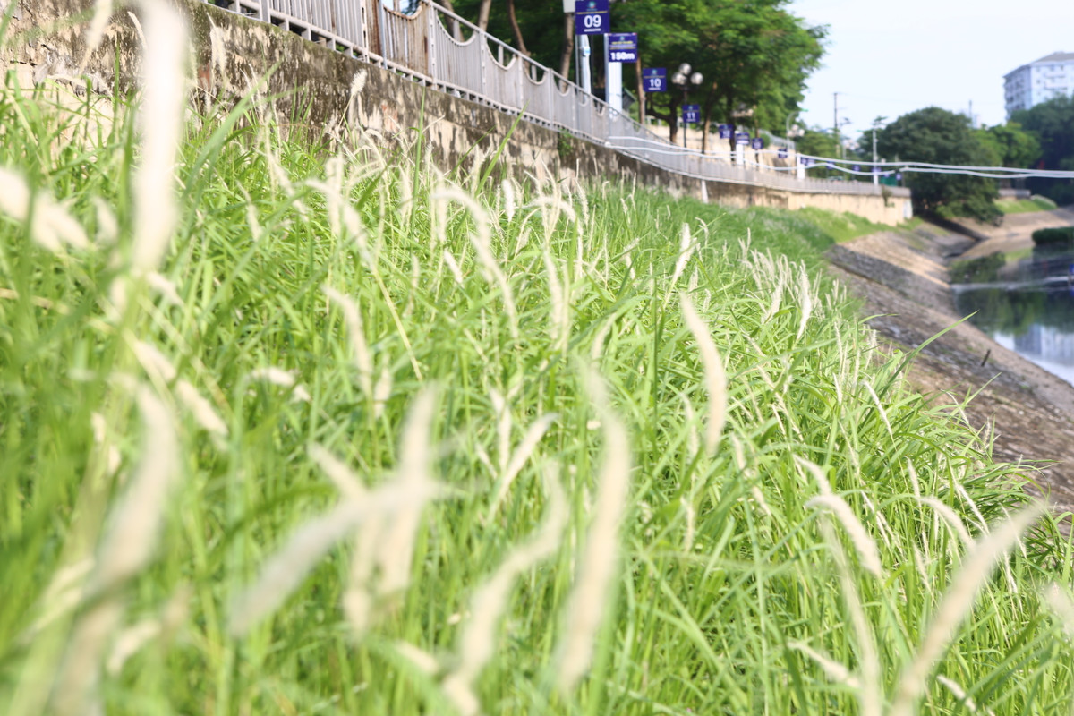 Những bông lau trắng đã cứu vớt cảnh sắc một dòng sông.