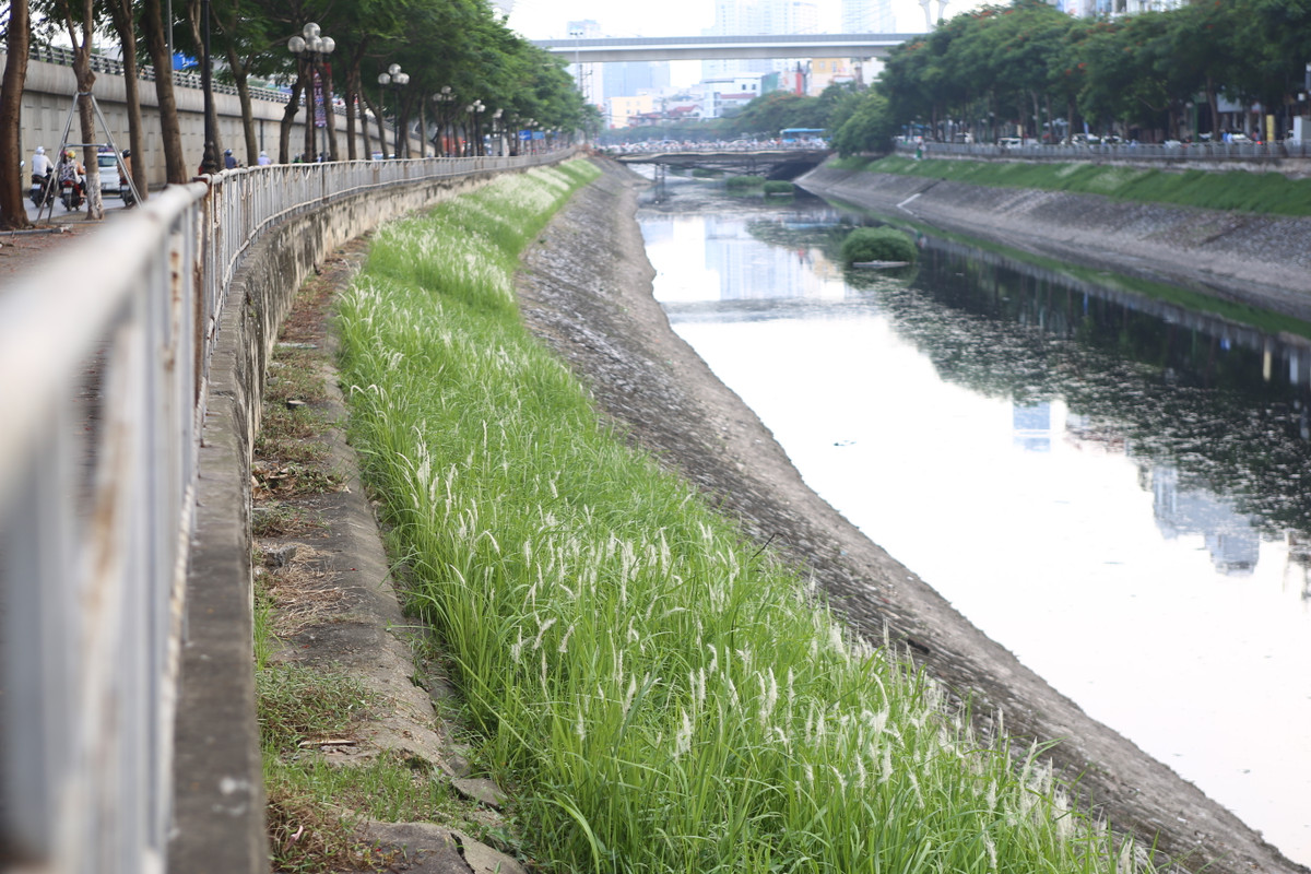 Tuy nhiên, khung cảnh thơ mộng chỉ ở trên bờ, về cơ bản sông Tô Lịch vẫn rất ô nhiễm.