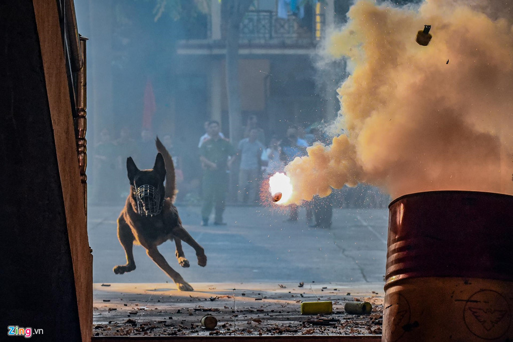 Phần thi này cũng thể hiện sự khác biệt của cảnh khuyển so với chó nhà khi chúng dũng mãnh vượt qua hàng chục quả nổ được gài khắp nơi để tấn công và bắt giữ đối tượng.