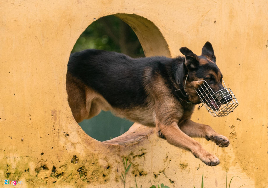 Trong phần thi chung kết, các chú cảnh khuyển phải trải qua phần thi các động tác cơ bản, truy tìm dấu vết, giám biệt nguồn hơi, phát hiện ma túy, thuốc nổ và đặc biệt là tấn công khám xét tội phạm giả định có vũ khí cố thủ trên nhà cao tầng.