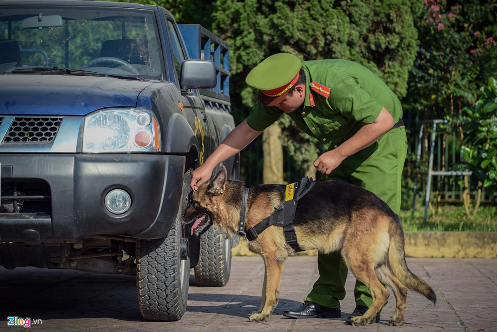 Bên cạnh đó, với sự phát triển đặc biệt của các cơ quan như thị giác, thính giác đặc biệt là khứu giác, những chú chó nghiệp vụ sau khi huấn luyện có thể phát hiện và phân biệt trên 3.000 mùi hơi khác nhau. Chúng được huy động vào các vụ tấn công tội phạm, truy tìm, cứu nạn.