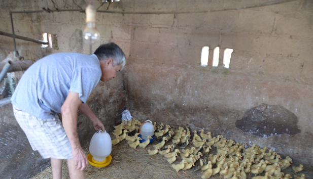 Người thương binh 3/4 phải đi vay tiền họ hàng mua vịt về nuôi sau khi chuồng trại bị vét sạch do dịch tả lợn châu Phi.