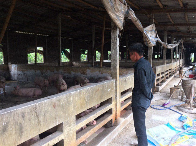 Ông Trần Đình Nghị (thôn 3 xã Bồ Đề, huyện Bình Lục, Hà Nam) nói như khóc: “Gia đình tôi đã phải vay mượn ngân hàng, tín dụng, hỏi vay cả anh em, bạn bè để có vốn nuôi đàn lợn này. Lợn thì chỉ còn rất ít mà món nợ còn tận 2,7 tỷ đồng. Nếu số lợn còn lại dính dịch, phải tiêu hủy hết, vợ chồng tôi chỉ còn nước bán nhà trả nợ mà thôi”.