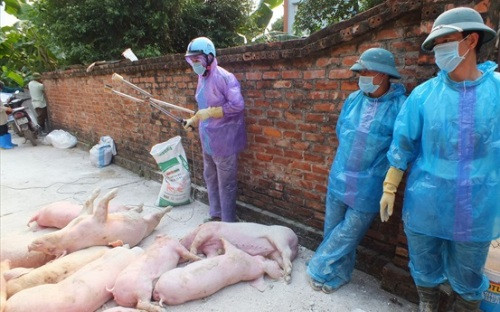 Trước tình hình dịch tả lợn châu Phi đang diễn ra Tổ chức Lương thực và Nông nghiệp Liên Hợp Quốc cảnh báo dịch có thể kéo dài. FAO cũng cho biết sẽ huy động các nguồn lực để hỗ trợ Việt Nam kiểm soát dịch và bảo vệ sinh kế cho người chăn nuôi.