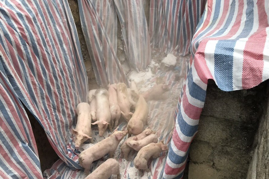 Lợn bị dịch tả châu Phi bị tiêu hủy tại Thanh Hóa.