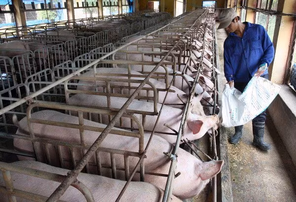 Chiều 11/6, Sở Nông nghiệp và phát triển nông thôn TP.HCM chính thức công bố ổ dịch tả lợn châu Phi đầu tiên trên địa bàn. Đây là địa phương mới nhất hứng chịu lây lan của dịch.