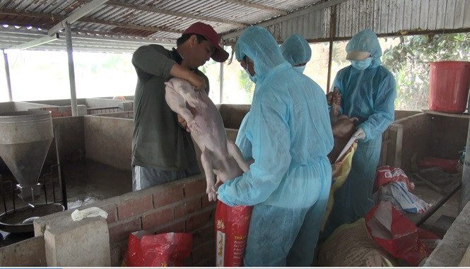 Khoảng 200 con lợn cũng bị tiêu hủy khi tại Bạc Liêu khi tỉnh này phát hiện dịch tả lợn châu Phi.