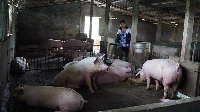 Chị Nguyễn Thị Duyên (39 tuổi, thôn Đồng Cừ, xã Đông Hải, huyện Quỳnh Phụ, Thái Bình) buồn bã cho biết đã phải tiêu hủy 33 con lợn bị bệnh từ ngày 23/2. "Gia đình chúng tôi lo lắm, lợn chết hết thì chúng tôi chắc cũng không sống nổi. Cả nhà 7 miệng ăn chỉ trông chờ vào đàn lợn”.