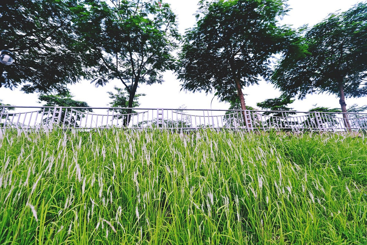 Nếu như ngày thường, con sông Tô Lịch ảm đạm, thì nay lại rực rỡ bởi những bụi hoa cỏ lau trắng muốt.