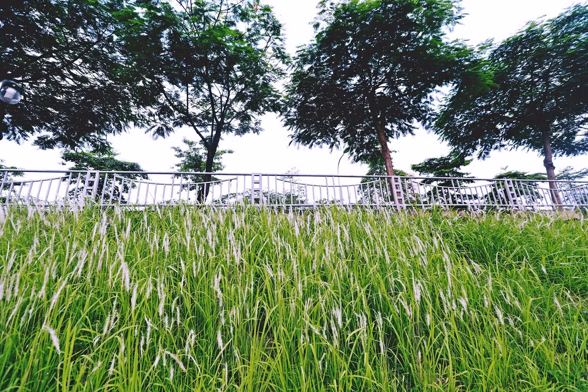 Nếu như ngày thường, con sông Tô Lịch ảm đạm, thì nay lại rực rỡ bởi những bụi hoa cỏ lau trắng muốt.