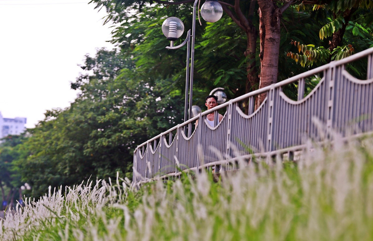 Nhiều người dân chạy bộ phía bên trên, nơi có hoa cỏ lau đang bung nở.