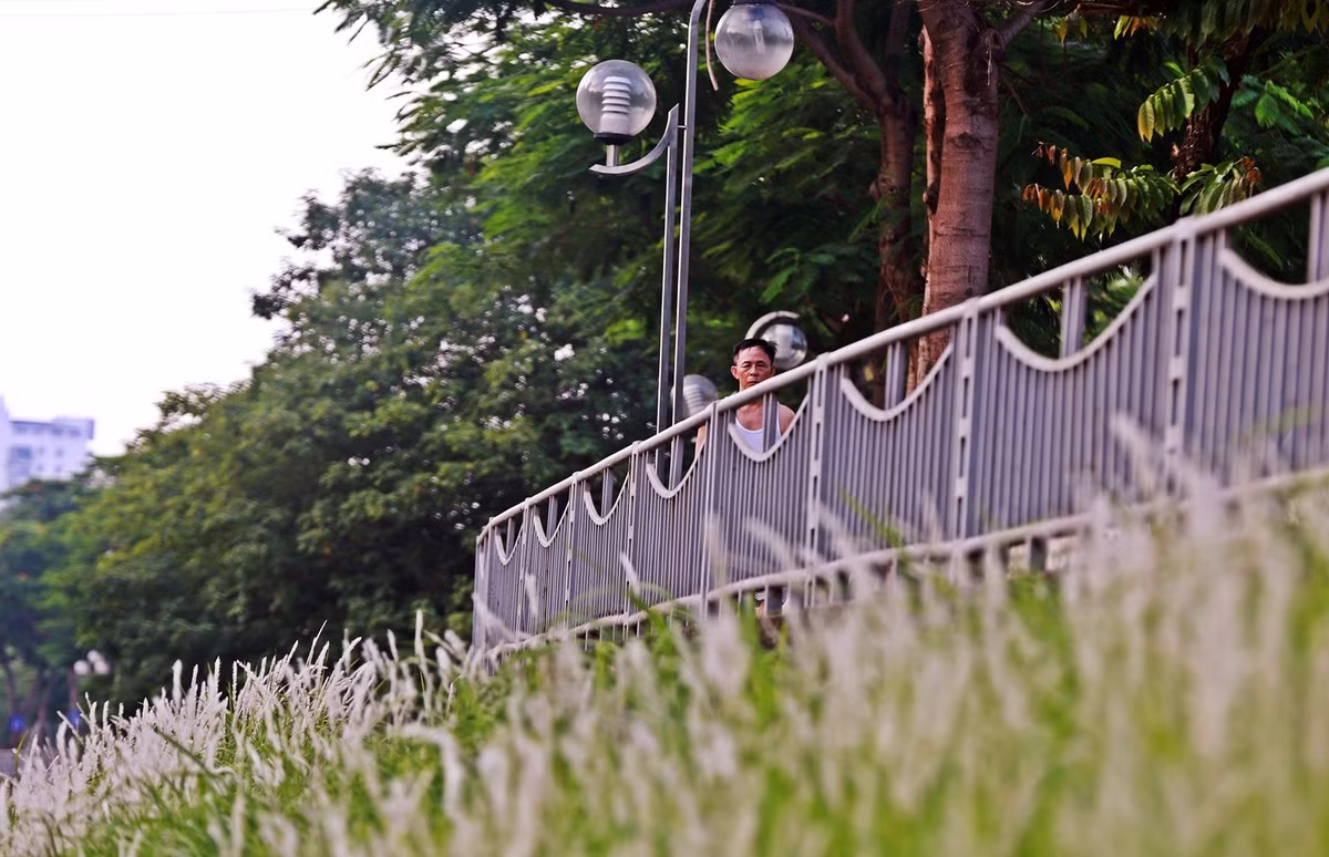 Nhiều người dân chạy bộ phía bên trên, nơi có hoa cỏ lau đang bung nở.