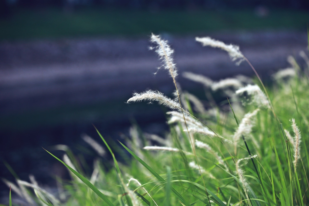 Hoa cỏ lau phất phơ trong gió, càng làm cho con sông Tô Lịch trở nên thơ mộng.