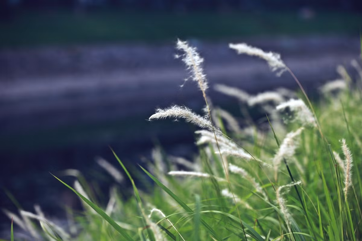 Hoa cỏ lau phất phơ trong gió, càng làm cho con sông Tô Lịch trở nên thơ mộng.