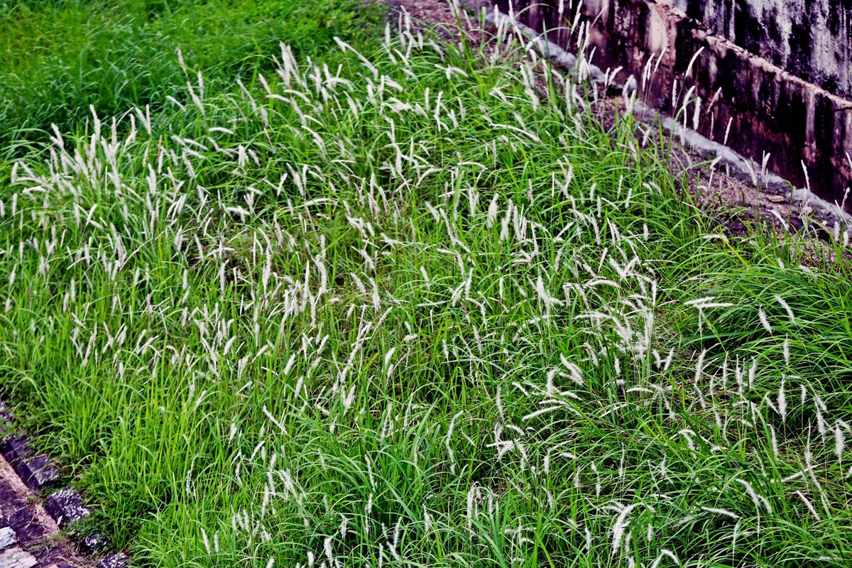 Những bông lau trắng tô điểm thêm cho con sông Tô Lịch vốn bị người dân xa lánh do ô nhiễm.