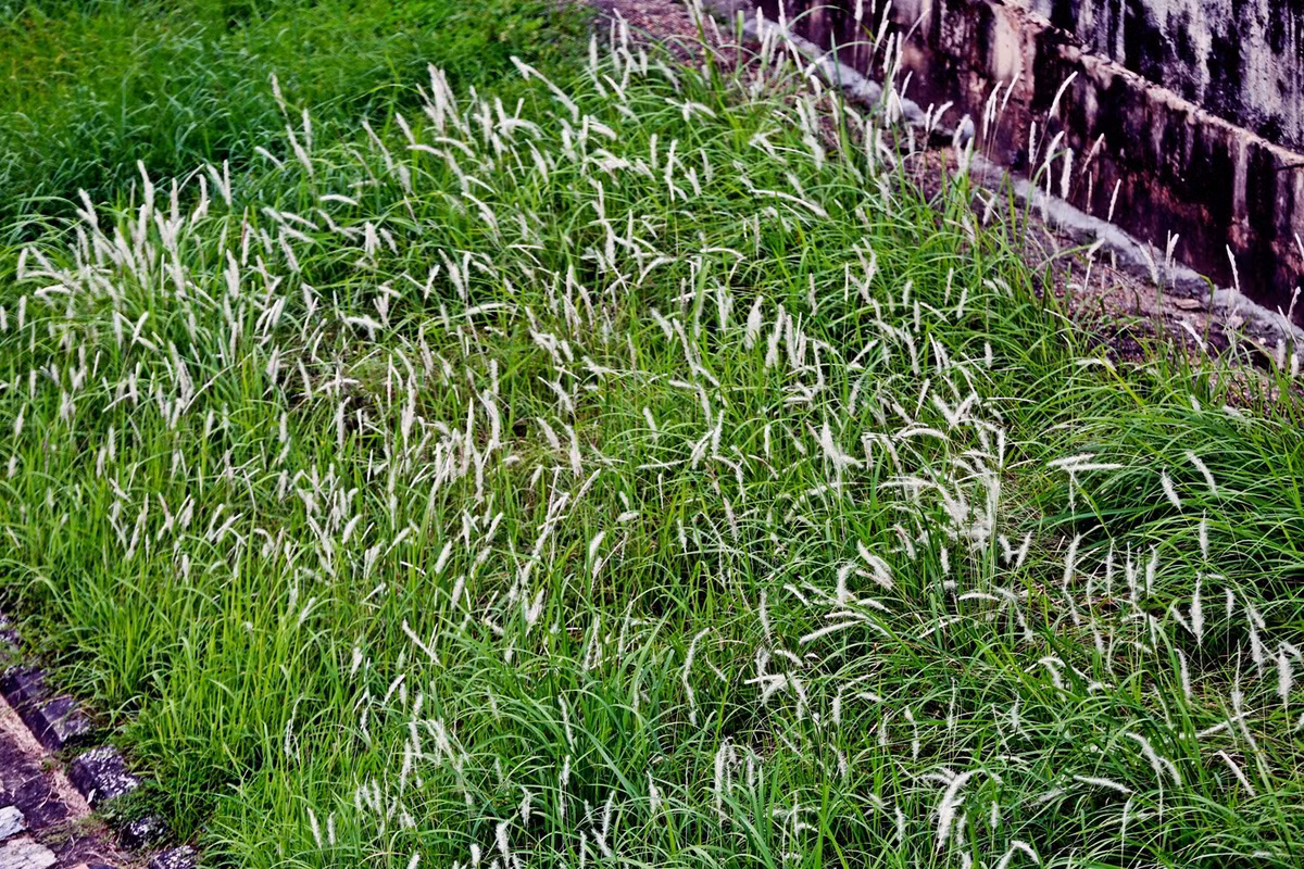 Những bông lau trắng tô điểm thêm cho con sông Tô Lịch vốn bị người dân xa lánh do ô nhiễm.