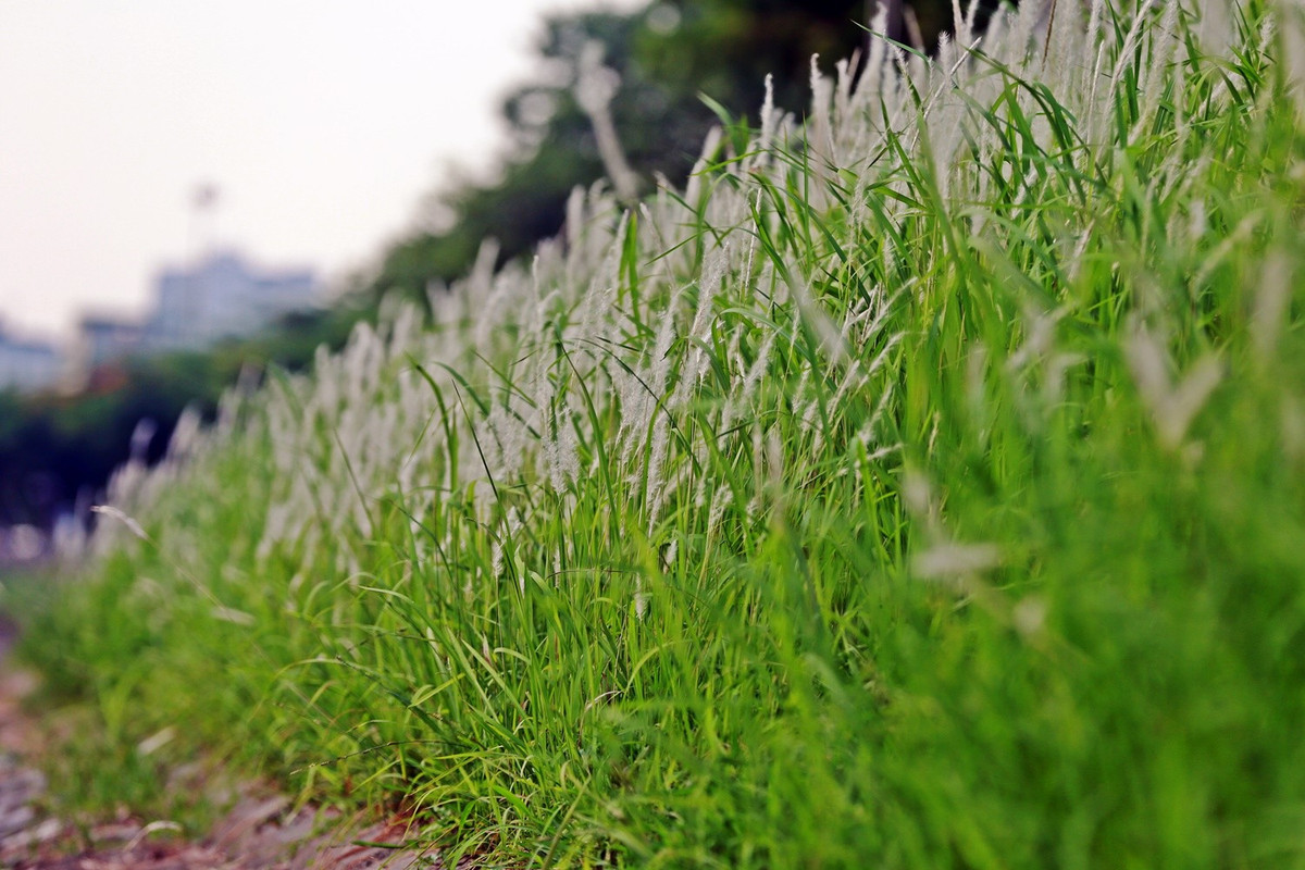 Những đám cỏ lau mà nhiều người chỉ thấy ở những cánh đồng quê nay xuất hiện ở giữa thủ đô.