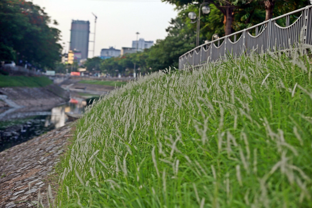 Cỏ lau mọc dọc theo 2 bờ sông Tô Lịch trông như một dải lụa trắng nền xanh trải dài theo dòng sông Tô Lịch.