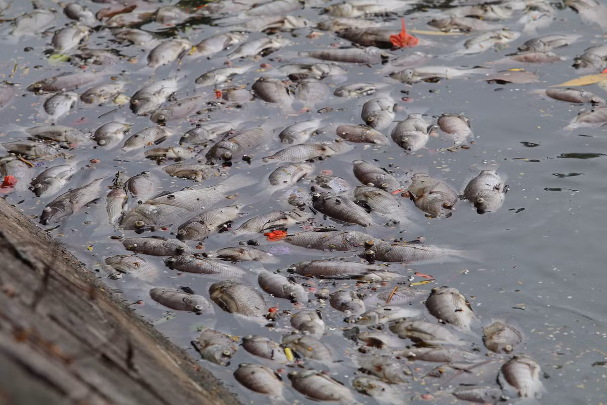 Ha Noi: Ca chet hang loat dat vao bo o ho Tay-Hinh-8