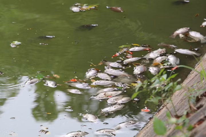 Ha Noi: Ca chet hang loat dat vao bo o ho Tay-Hinh-12