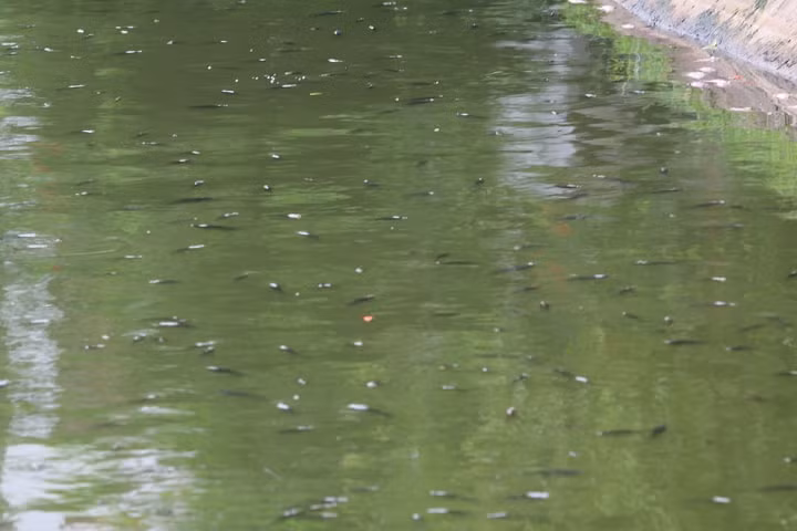 Ha Noi: Ca chet hang loat dat vao bo o ho Tay-Hinh-16