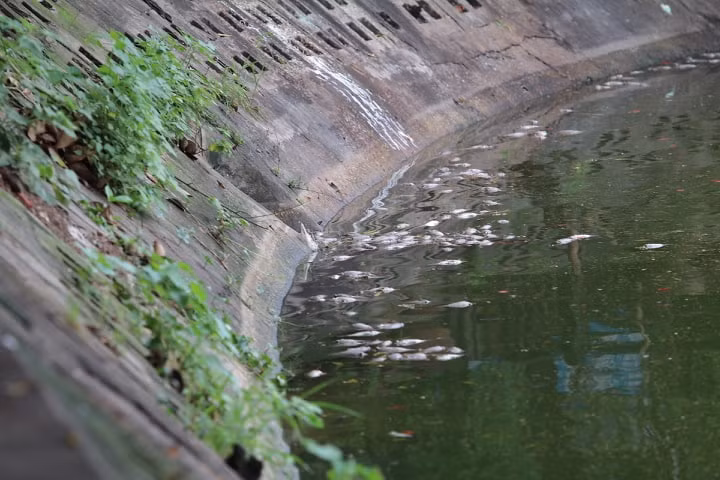 Ha Noi: Ca chet hang loat dat vao bo o ho Tay-Hinh-17