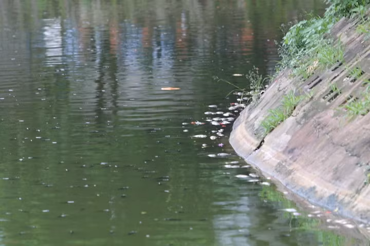Ha Noi: Ca chet hang loat dat vao bo o ho Tay-Hinh-15
