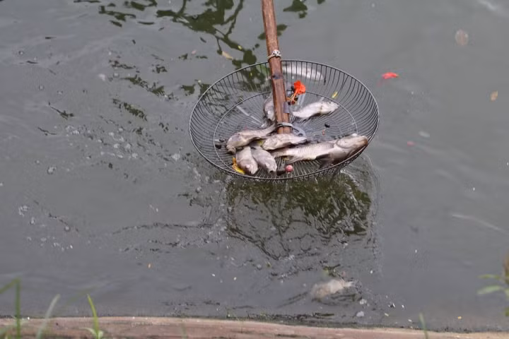 Ha Noi: Ca chet hang loat dat vao bo o ho Tay-Hinh-18