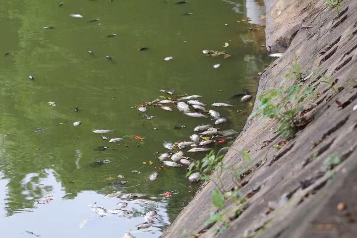 Ha Noi: Ca chet hang loat dat vao bo o ho Tay-Hinh-11