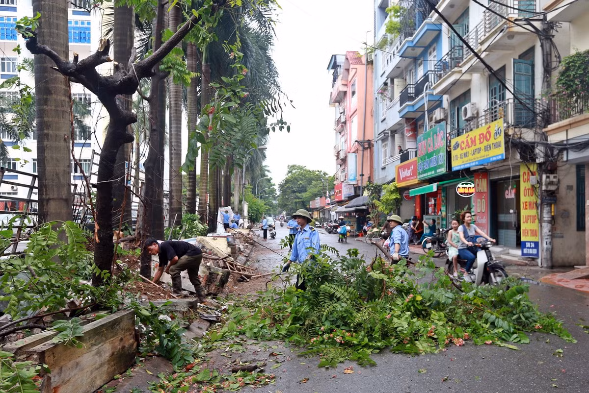 Công tác chặt, đánh chuyển cây xanh cũng được tiến hành đồng thời.
