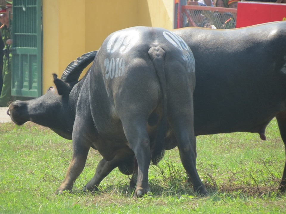 Anh: Thot tim nhung tran dau kich tinh le hoi choi trau Do Son 2019-Hinh-2