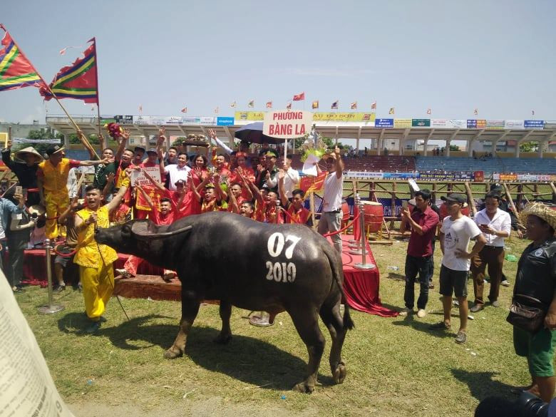"Ông trâu" số 07 "tiến" ra lễ đài để cùng hưởng niềm vui chiến thắng với các chủ trâu.