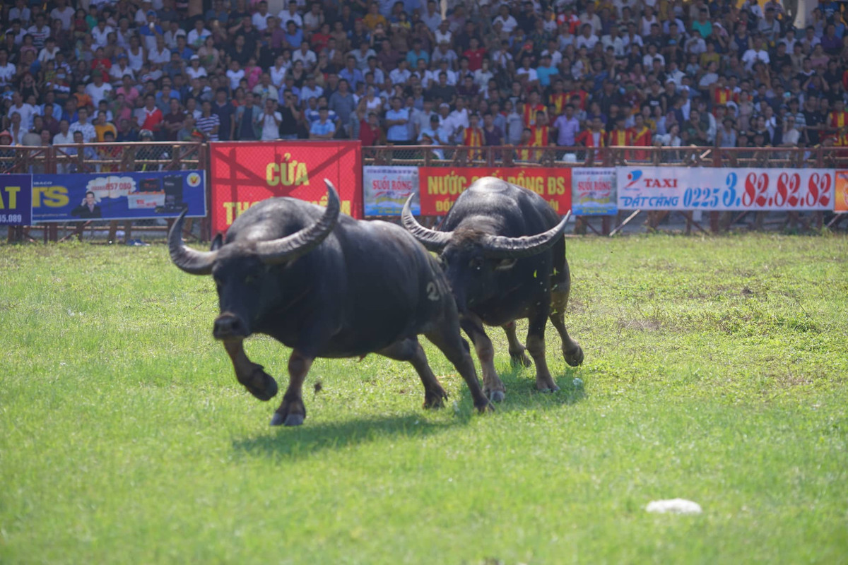 Do không chịu nổi, một ông trâu đã bỏ chạy tán loạn quanh sân đấu.