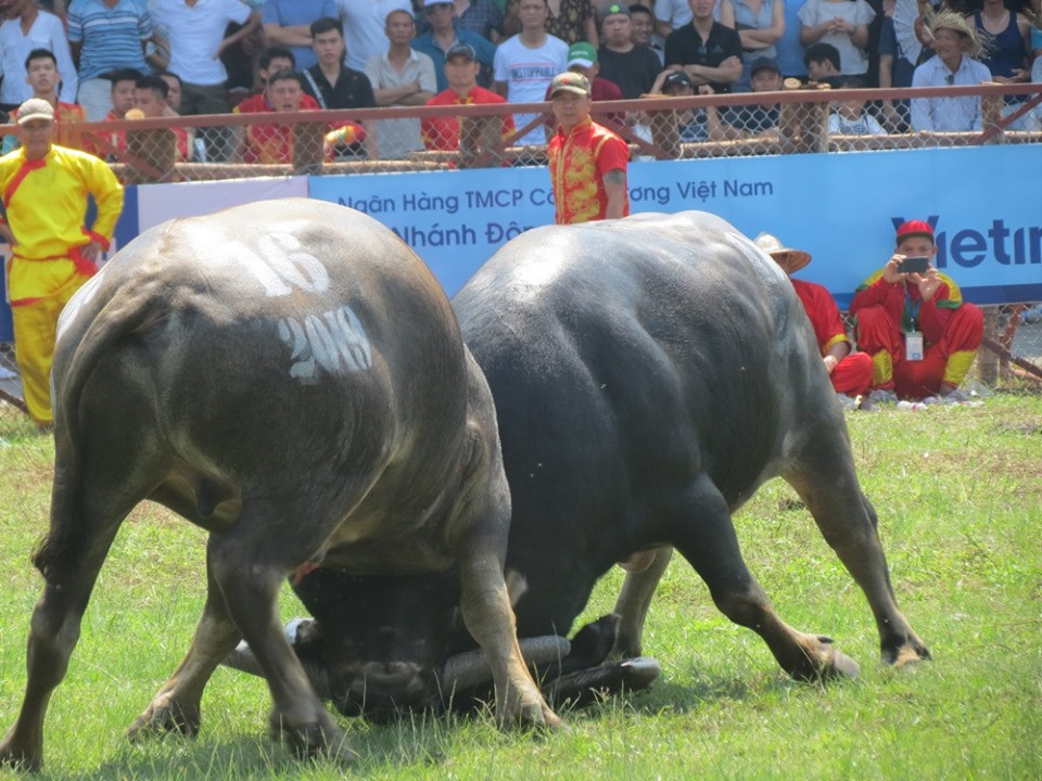 Hai "ông trâu" ghìm nhau quyết liệt chờ cơ hội phản đòn.