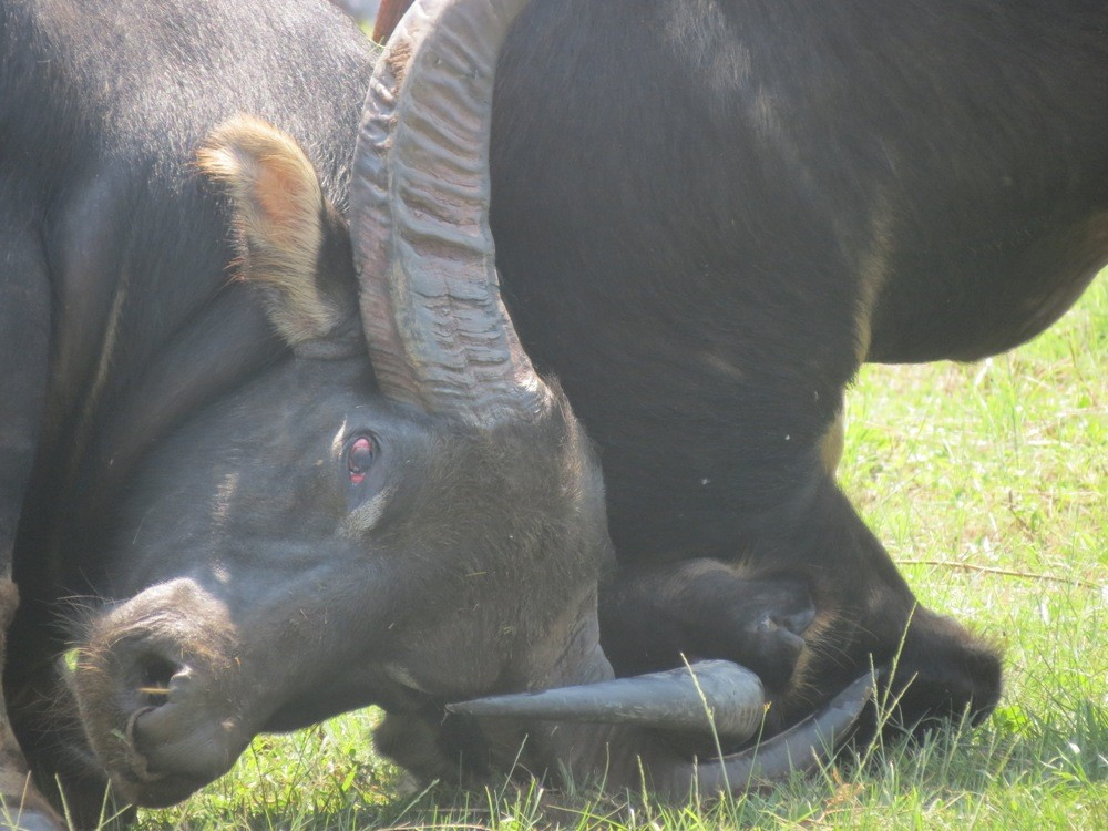 Sự quyết liệt hiển hiện qua đôi mắt đỏ ngầu của một "ông trâu".