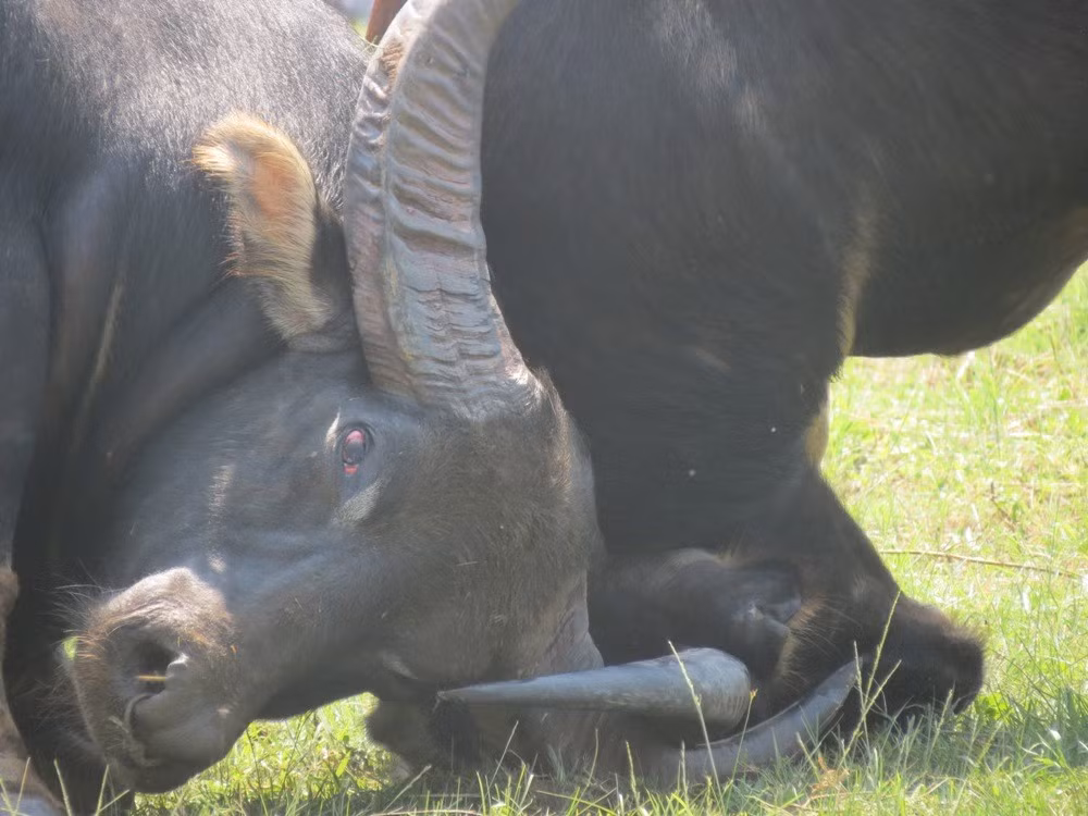 Sự quyết liệt hiển hiện qua đôi mắt đỏ ngầu của một "ông trâu".