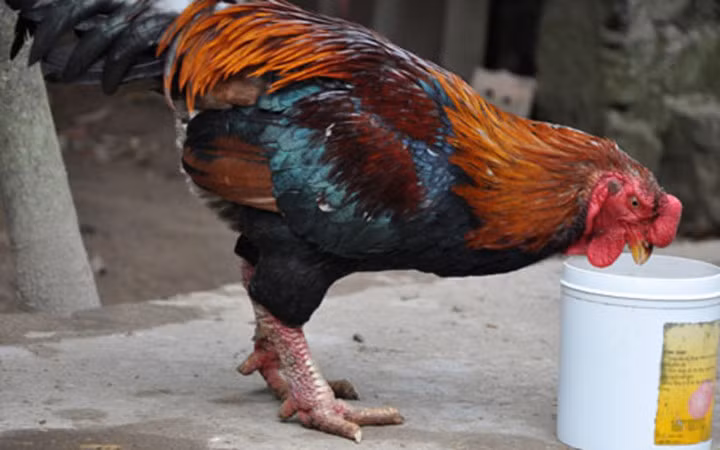 Công cuộc tìm đầu ra cho gà móng Tiên Phong vẫn đang gặp không ít thách thức. Ảnh: Hà Nam TV 