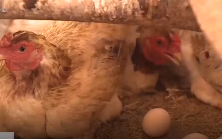 Do gà Móng vẫn chưa được nhiều người biết tới, vì vậy mà giá trị vẫn chưa thật sự tương xứng. Đây cũng là điều mà nhiều hộ nuôi gà Móng ở Tiên Phong trăn trở. Giống này thích nghi tốt với thời tiết nắng nóng, lạnh, chống chịu bệnh tật tốt. Ảnh VTC