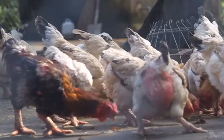 Hiện nay, giống gà này đã được một số nơi ngoài tỉnh Hà Nam nuôi dưỡng. Tuy nhiên, để nói về chất lượng thì không thể so sánh với gà được nuôi ở chính quê hương của giống gà này (Ảnh: VTC) 