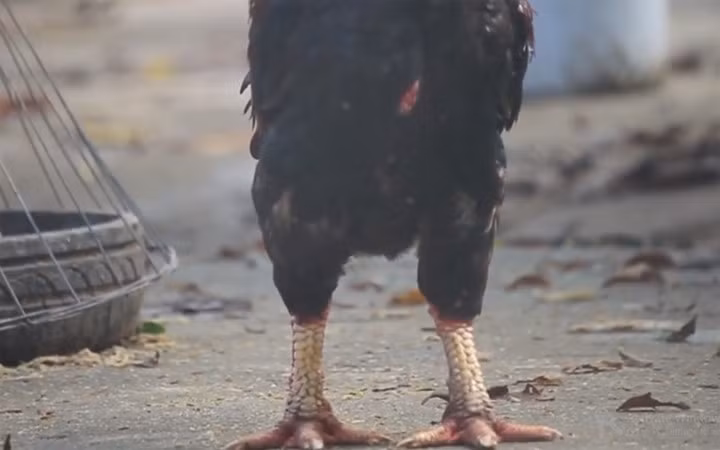 Điều này có được là do gà làm giống luôn được chọn lọc khá kỹ. Theo đó, cứ 100 con gà nở ra thì chỉ có khoảng 30-40 con được giữ lại. Được biết, 100% số hộ tại xã Tiên Phong đều lựa chọn gà Móng để nuôi. Ảnh VTC 