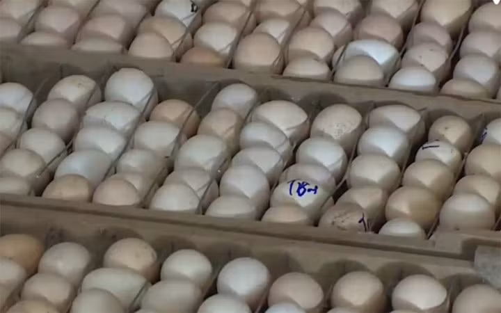 Sau 7-8 tháng gà Móng bắt đầu đẻ, trung bình gà mái đẻ 200-230 trứng một năm. Gà con khi mới nở bao giờ màu lông cũng trắng, chân vàng. Kẽ chân có đường viền đỏ, vảy thẳng hàn. Ảnh VTC