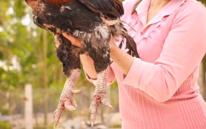 Đặc biệt, tiếng gáy của gà Móng trầm mà không bổng như loài gà khác. Ảnh: KT 