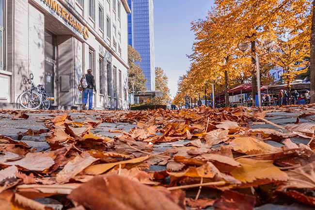 Lá vàng rụng kín đường tại Duisburg, "thành phố Trung Quốc” của nước Đức (cửa ngõ để hàng hóa Trung Quốc vận chuyển bằng đường sắt vào châu Âu)
