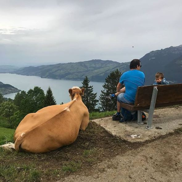 Bò xuất hiện ở khắp mọi nơi ở Thuỵ Điển.