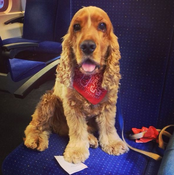 Ngay cả cún cưng cũng có vé xe riêng để đi khắp nơi