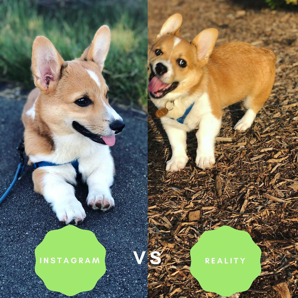 Ngay các "boss" cũng bị chính "sen" lầy lội vạch trần sự khó ở của mình trong các bức ảnh thường ngày. Nó khác xa với hình ảnh đáng yêu, vô tội của chúng trên mạng. Ảnh: @pannythecorgi , @freddie_the_frenchie_dog.