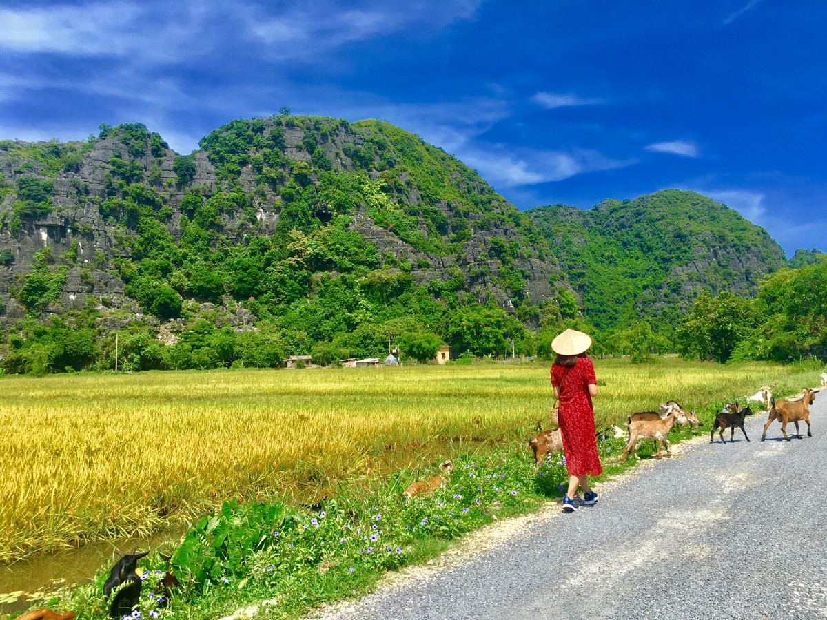 Nhắm mắt thấy mùa hè, bạn ôm trọn cả đồng quê bắc bộ ở nơi đây. Không khí trong lành, đồng lúa chín ẩn mình sau những núi đá vôi. Bầu trời xanh và những đám mây trắng. Còn chờ gì nữa các bạn, về Ninh Binh săn lúa chín ngay kẻo lỡ!