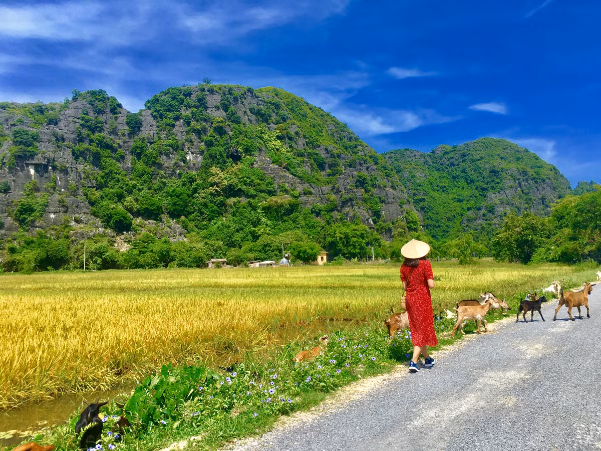 Nhắm mắt thấy mùa hè, bạn ôm trọn cả đồng quê bắc bộ ở nơi đây. Không khí trong lành, đồng lúa chín ẩn mình sau những núi đá vôi. Bầu trời xanh và những đám mây trắng. Còn chờ gì nữa các bạn, về Ninh Binh săn lúa chín ngay kẻo lỡ!