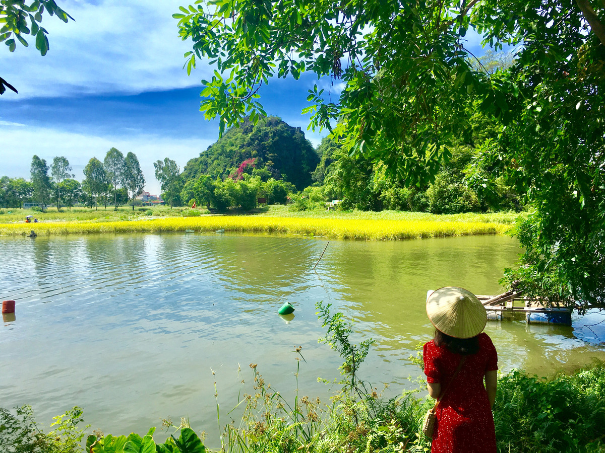 Mùa này đến với Ninh Bình đâu đâu cũng có lúa chín, bạn sẽ ngẩn ngơ ngắm nhìn mãi mà không muốn rời đi.