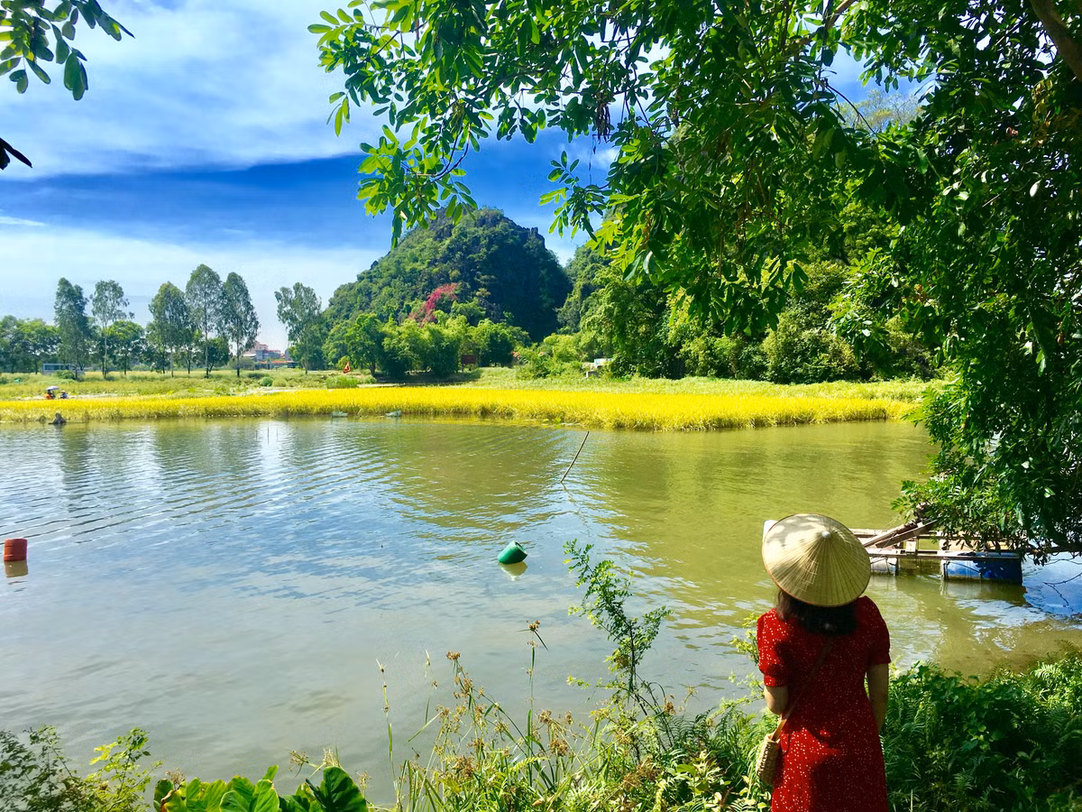 Mùa này đến với Ninh Bình đâu đâu cũng có lúa chín, bạn sẽ ngẩn ngơ ngắm nhìn mãi mà không muốn rời đi.